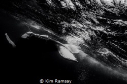 Flip.
Humpback calf rolls around belly up. by Kim Ramsay 
